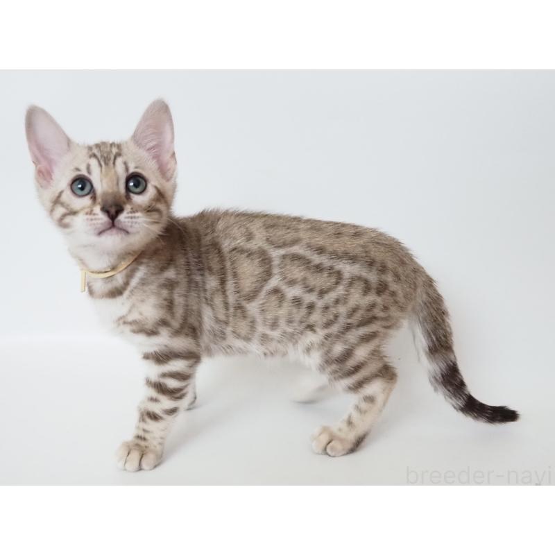 成約済の神奈川県のベンガル-135505の7枚目