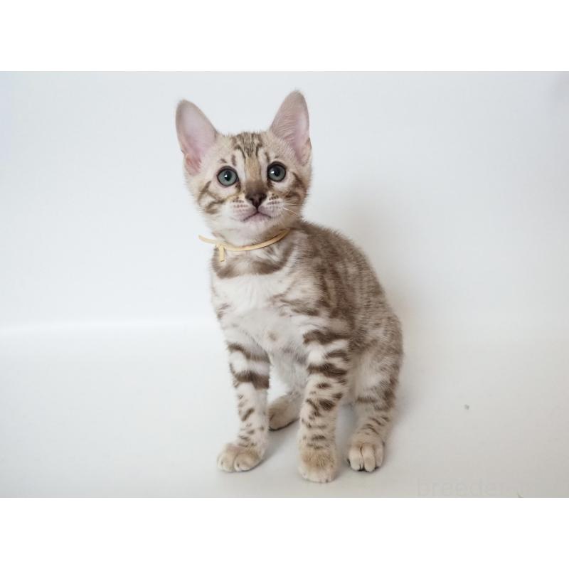 成約済の神奈川県のベンガル-135505の6枚目