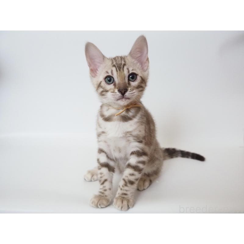 成約済の神奈川県のベンガル-135505の5枚目