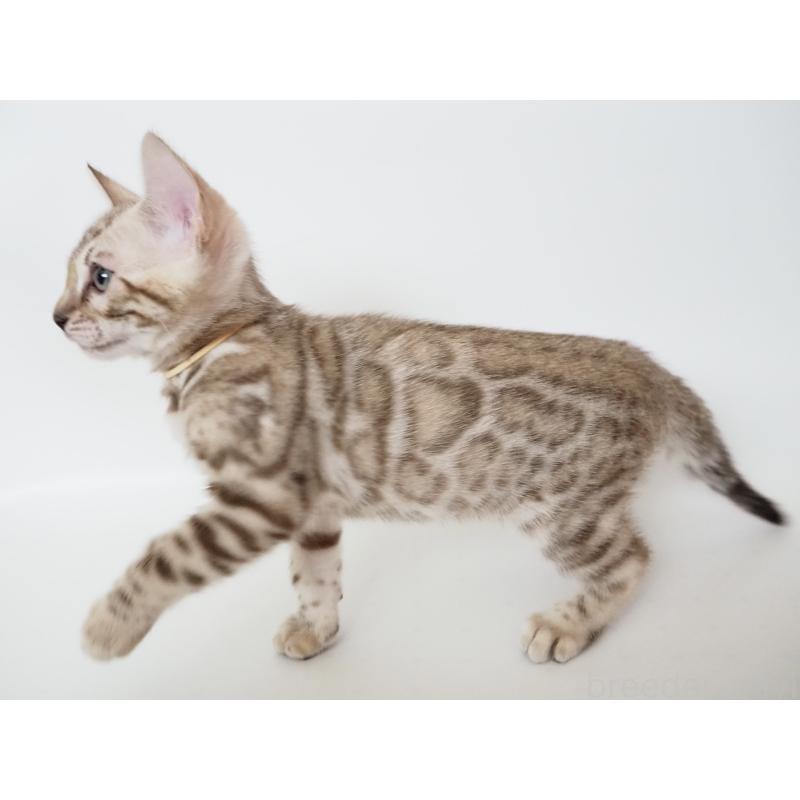 成約済の神奈川県のベンガル-135505の4枚目