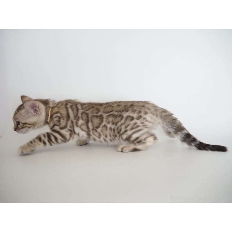 成約済の神奈川県のベンガル-135505の3枚目