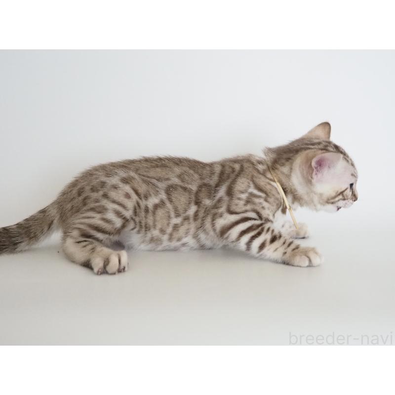 成約済の神奈川県のベンガル-135505の2枚目