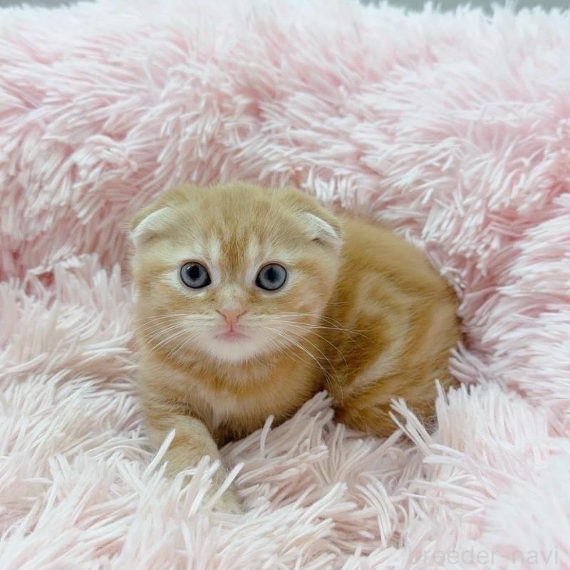 販売中の岡山県のスコティッシュフォールド(折れ耳)-135865の1枚目