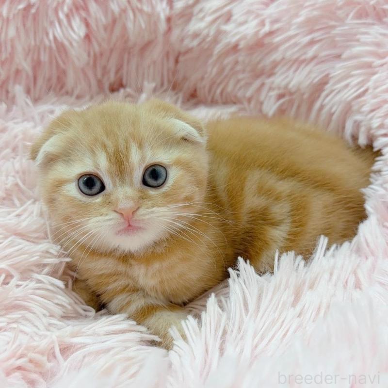 販売中の岡山県のスコティッシュフォールド(折れ耳)-135865の3枚目