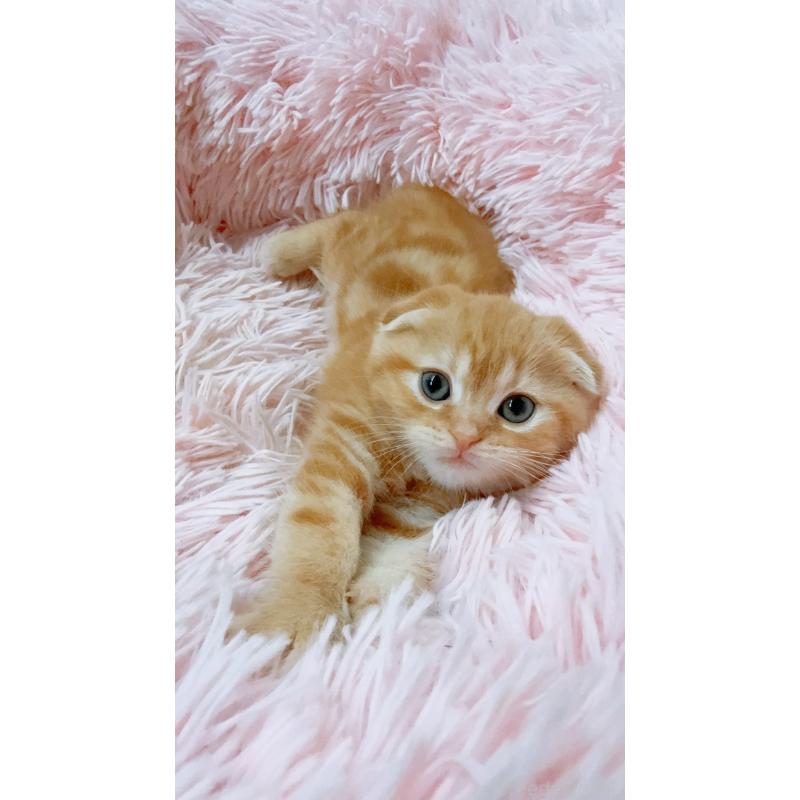 販売中の岡山県のスコティッシュフォールド(折れ耳)-135865の2枚目