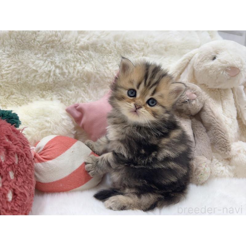 販売中の大阪府のミヌエット-135866の5枚目