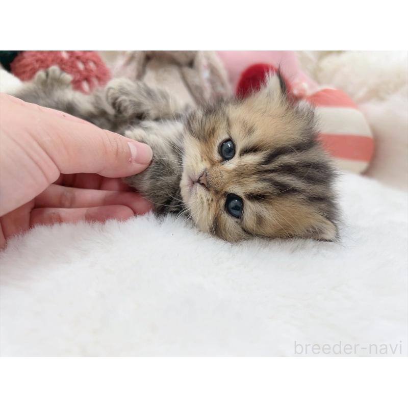 販売中の大阪府のミヌエット-135866の4枚目