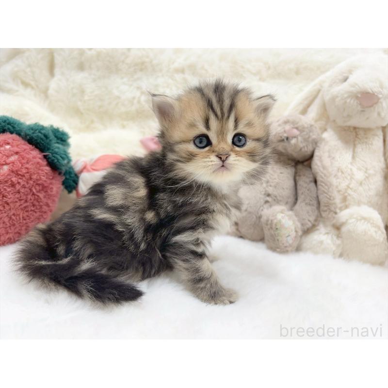 販売中の大阪府のミヌエット-135866の3枚目