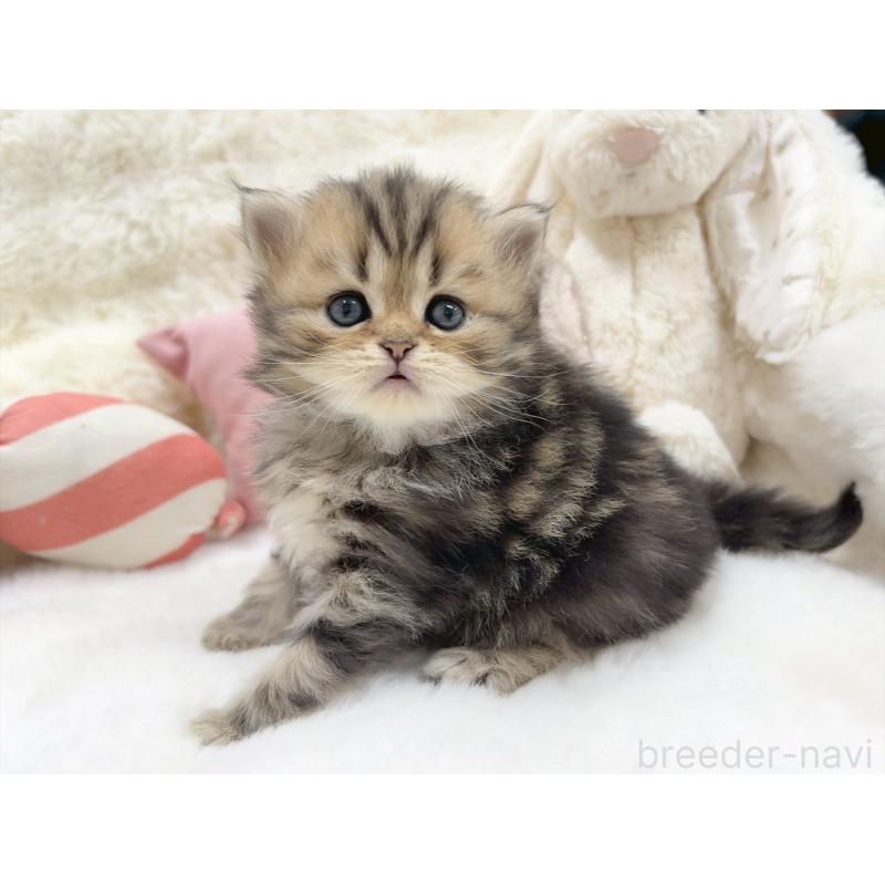 販売中の大阪府のミヌエット-135866の2枚目