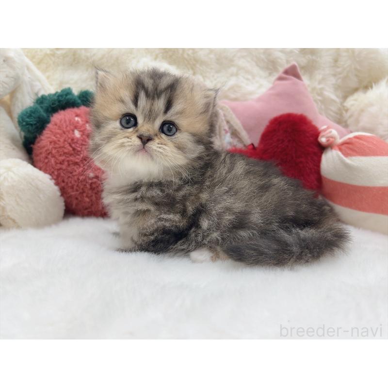 販売中の大阪府のミヌエット(短足)-135867の4枚目