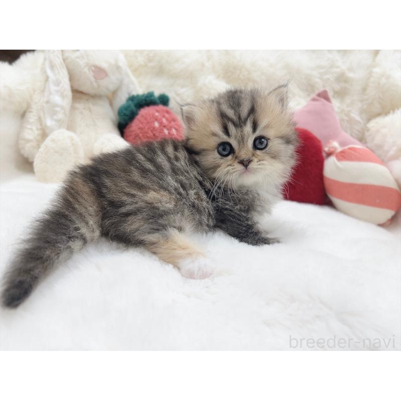 販売中の大阪府のミヌエット(短足)-135867の3枚目