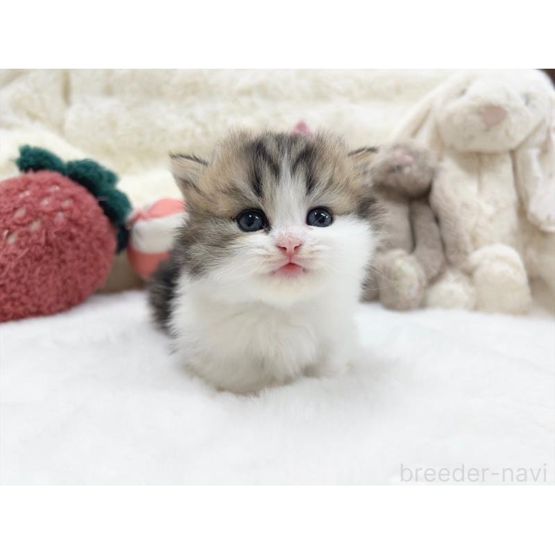 販売中の大阪府のミヌエット(短足)-135868の5枚目