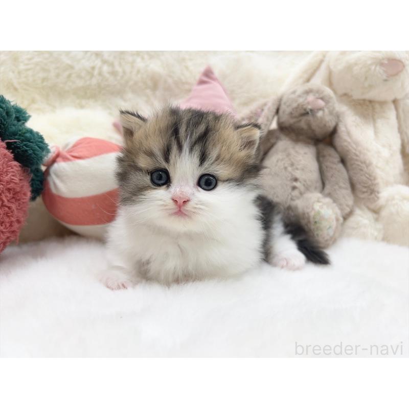 販売中の大阪府のミヌエット(短足)-135868の4枚目