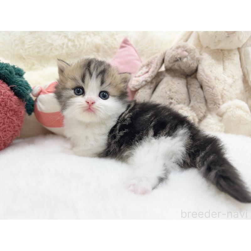 販売中の大阪府のミヌエット(短足)-135868の3枚目