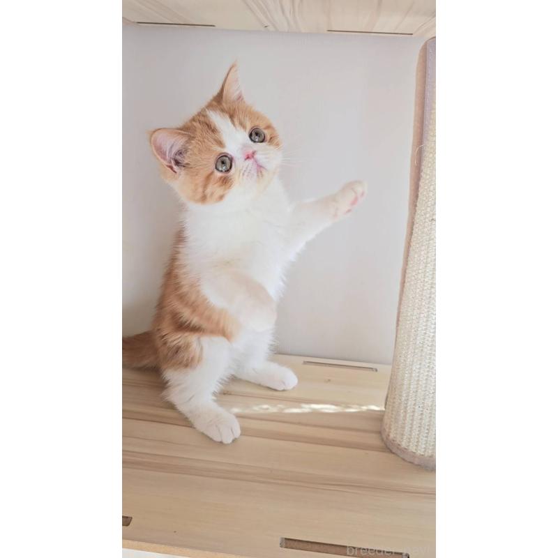 販売中の長野県のエキゾチックショートヘア-135870の5枚目