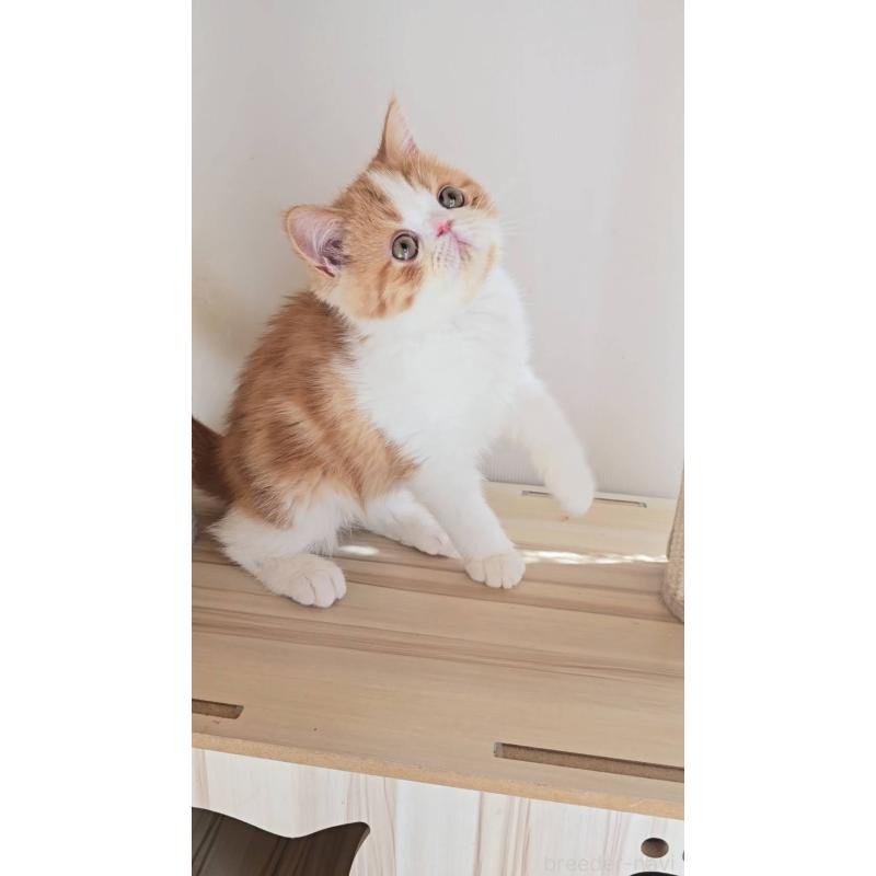 販売中の長野県のエキゾチックショートヘア-135870の6枚目