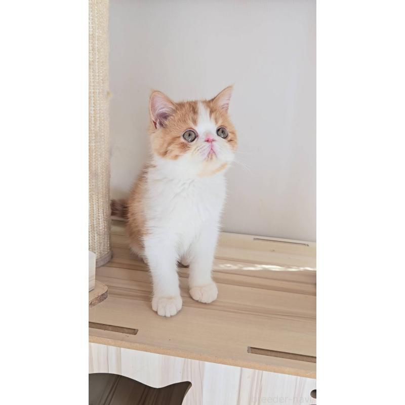 販売中の長野県のエキゾチックショートヘア-135870の4枚目