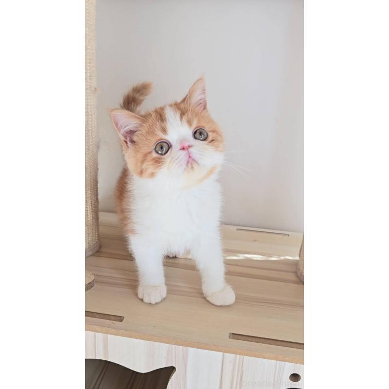 販売中の長野県のエキゾチックショートヘア-135870の3枚目