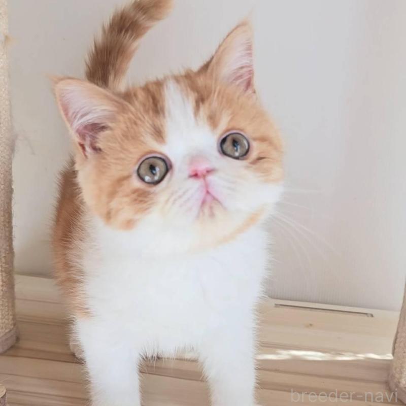 販売中の長野県のエキゾチックショートヘア-135870の1枚目