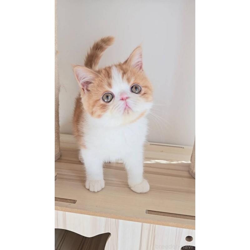 販売中の長野県のエキゾチックショートヘア-135870の2枚目