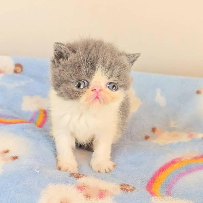 販売中の長野県のエキゾチックショートヘア-135871の3枚目