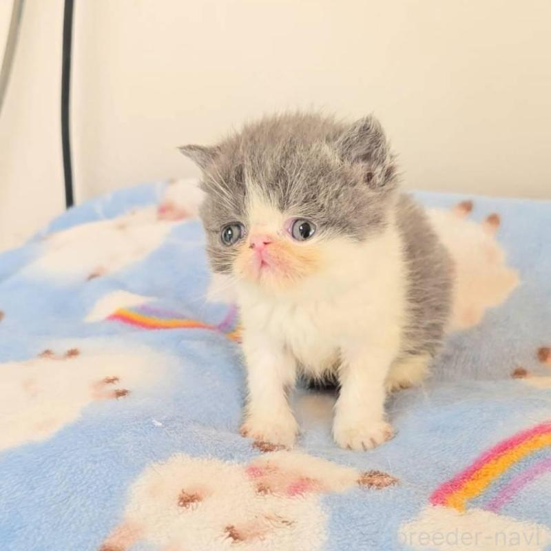 販売中の長野県のエキゾチックショートヘア-135871の2枚目