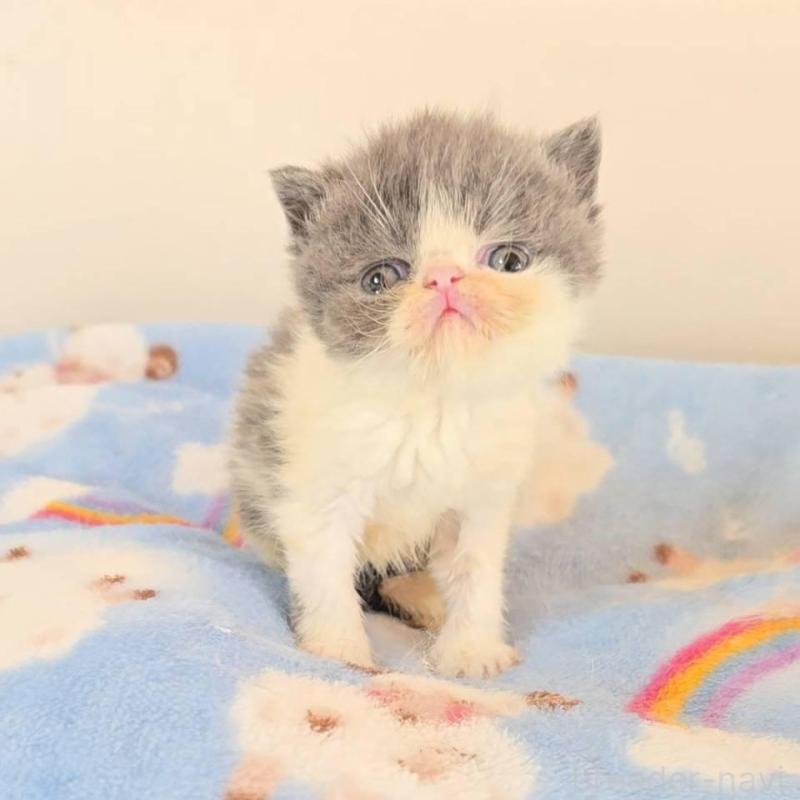 販売中の長野県のエキゾチックショートヘア-135871