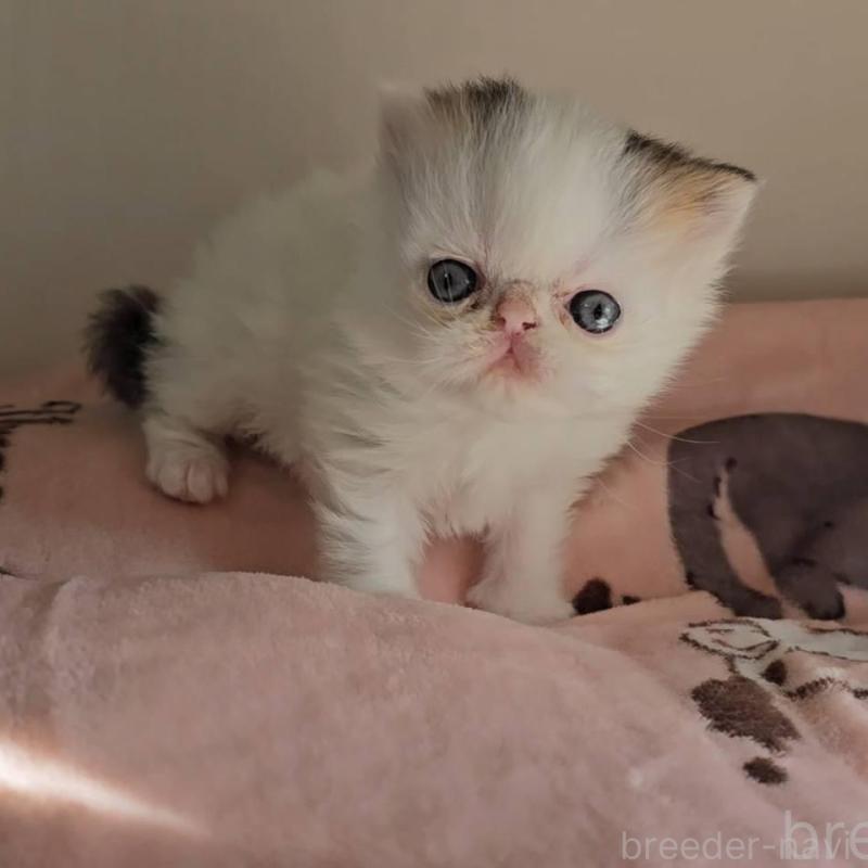 販売中の長野県のエキゾチックショートヘア-135872の4枚目