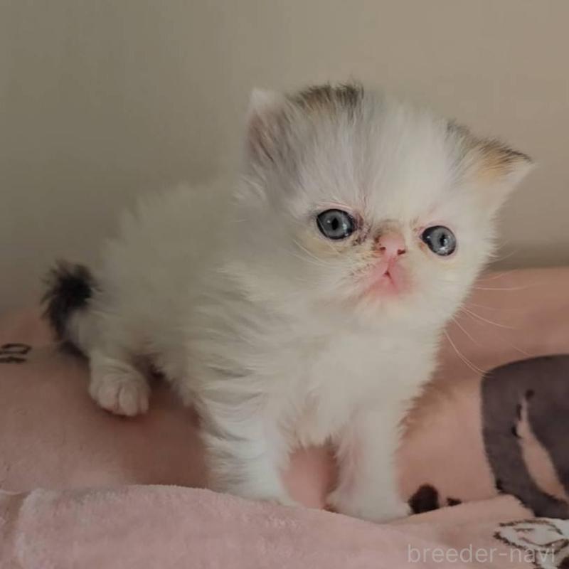 販売中の長野県のエキゾチックショートヘア-135872