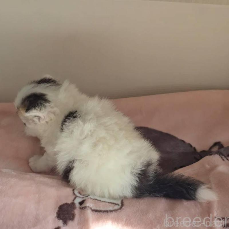 販売中の長野県のエキゾチックショートヘア-135872の2枚目