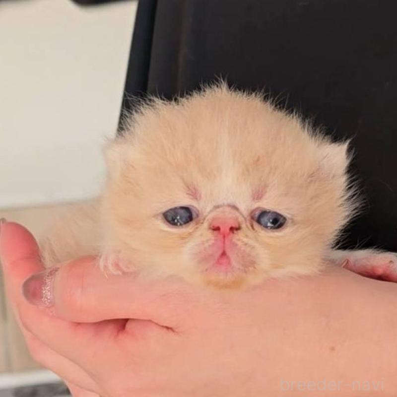 販売中の長野県のエキゾチックショートヘア-135873