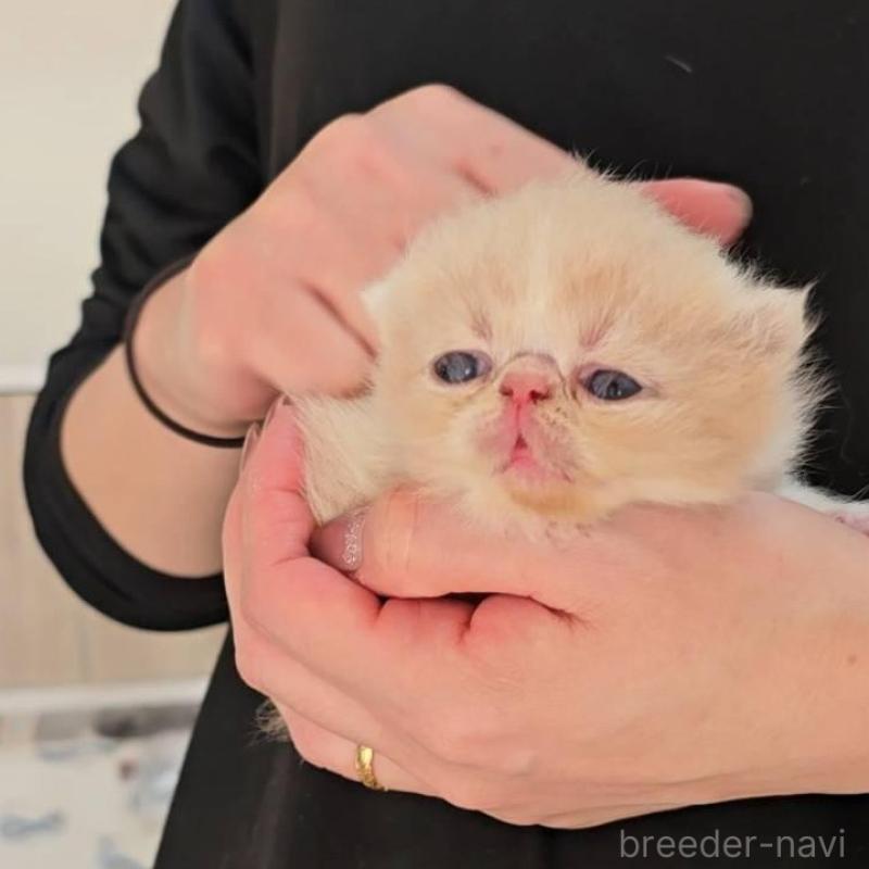 販売中の長野県のエキゾチックショートヘア-135873の3枚目