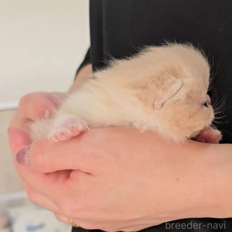 販売中の長野県のエキゾチックショートヘア-135873の2枚目