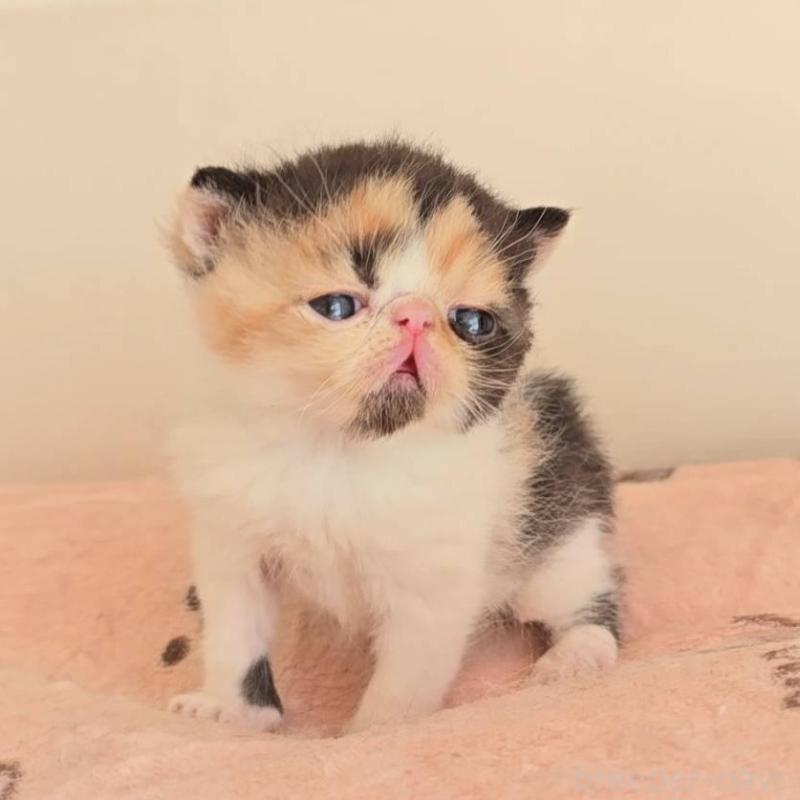 販売中の長野県のエキゾチックショートヘア-135874の4枚目