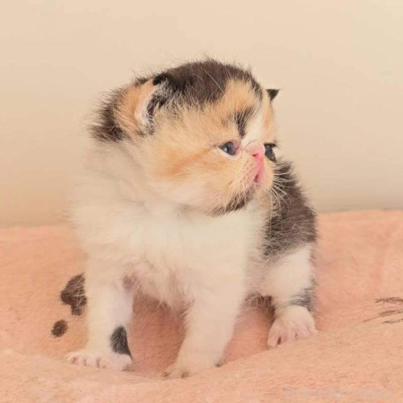 販売中の長野県のエキゾチックショートヘア-135874の3枚目