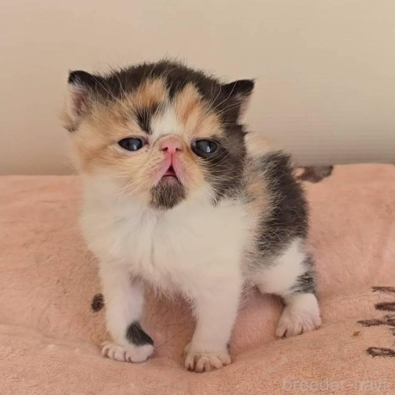 販売中の長野県のエキゾチックショートヘア-135874の1枚目