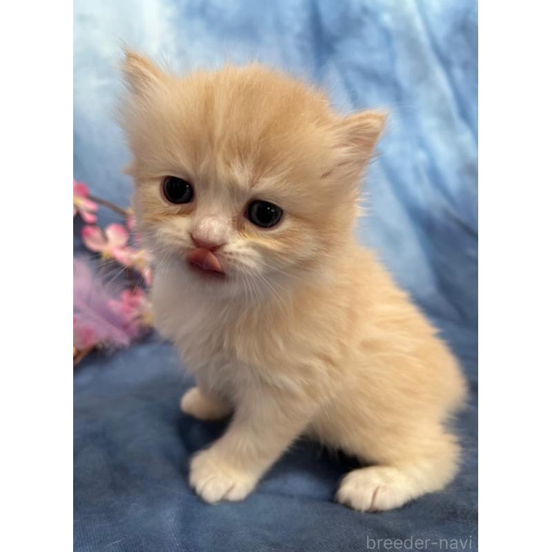 販売中の千葉県のミヌエット(短足)-135876の9枚目