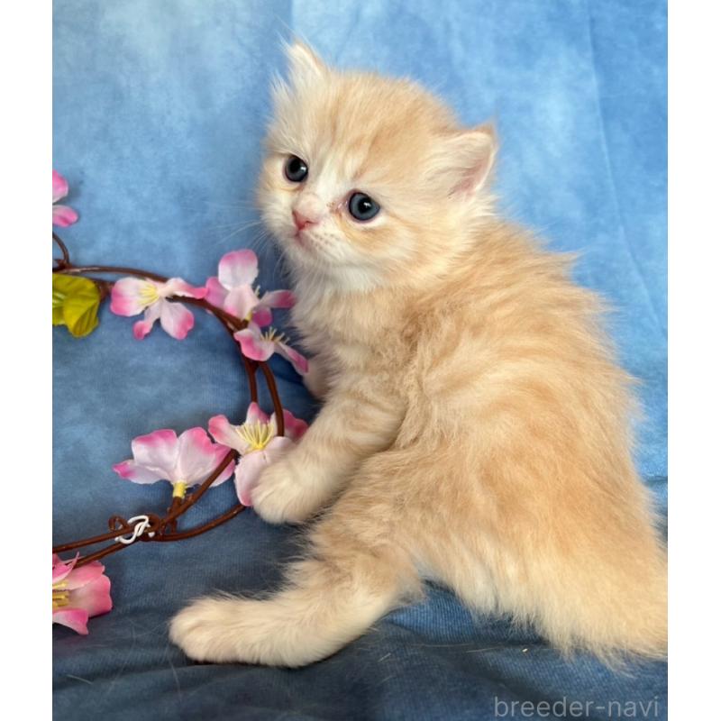 販売中の千葉県のミヌエット(短足)-135876の8枚目