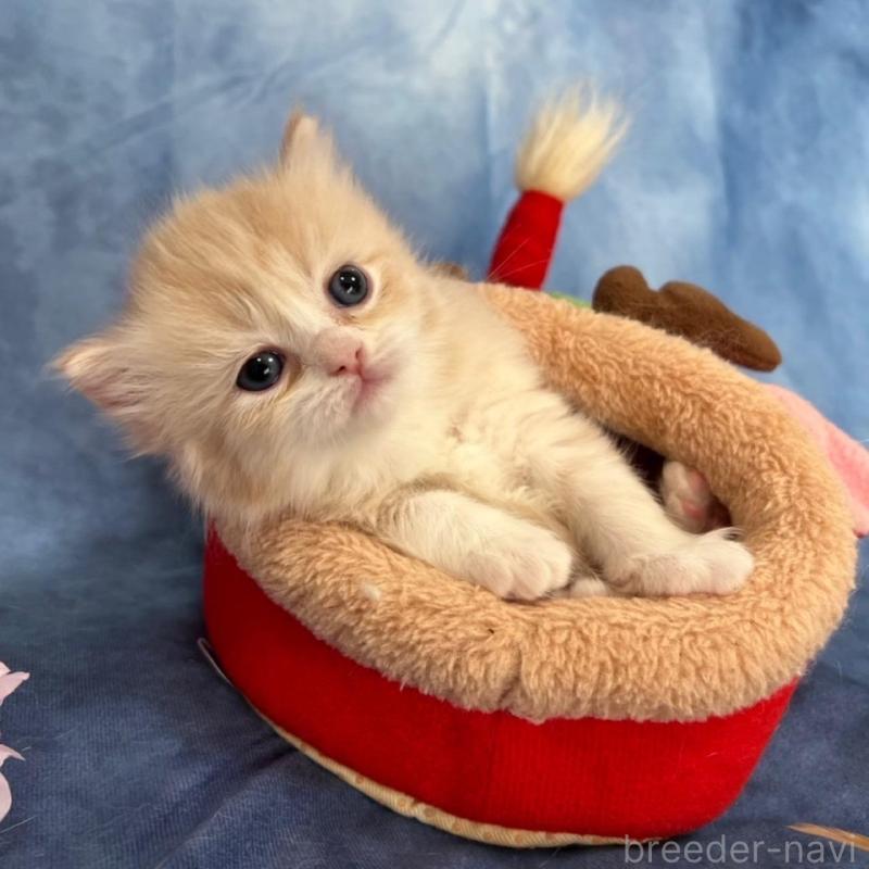 販売中の千葉県のミヌエット(短足)-135876の7枚目