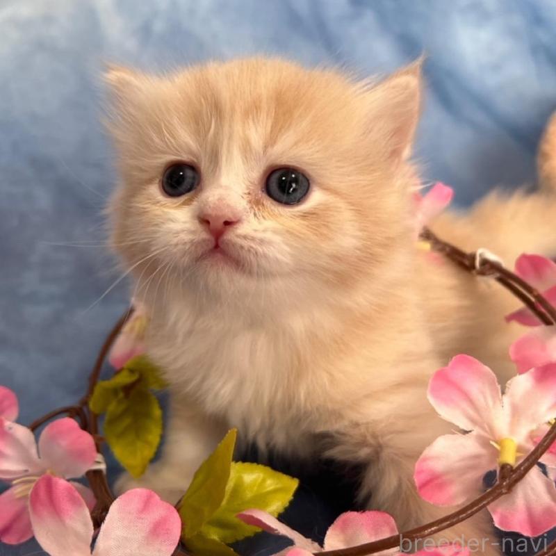 販売中の千葉県のミヌエット(短足)-135876