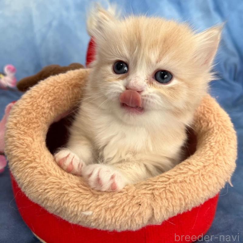 販売中の千葉県のミヌエット(短足)-135876の6枚目