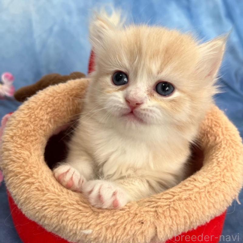 販売中の千葉県のミヌエット(短足)-135876の5枚目