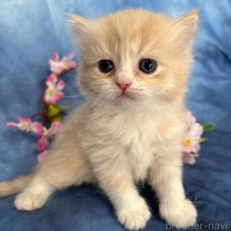 販売中の千葉県のミヌエット(短足)-135876の4枚目