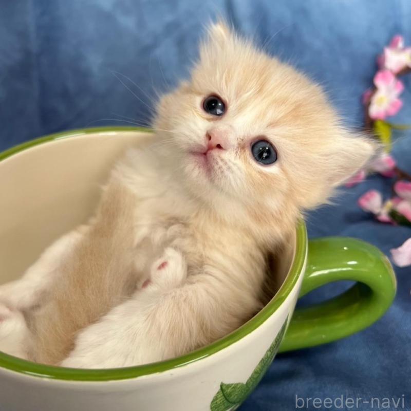 販売中の千葉県のミヌエット(短足)-135876の3枚目