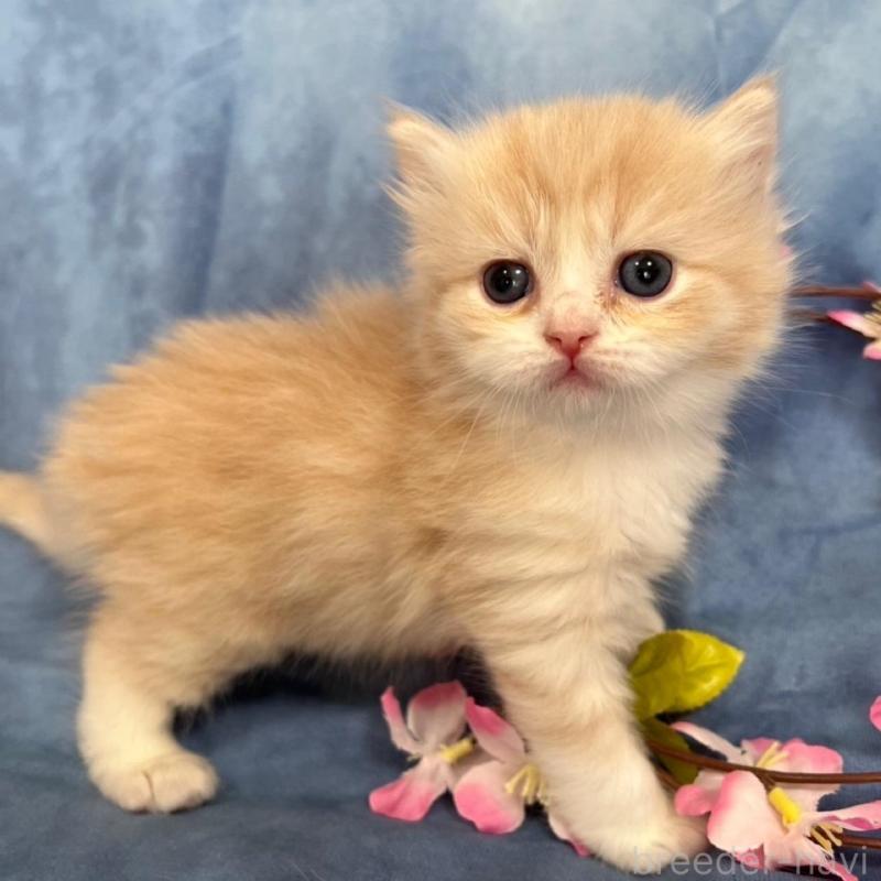 販売中の千葉県のミヌエット(短足)-135876の2枚目