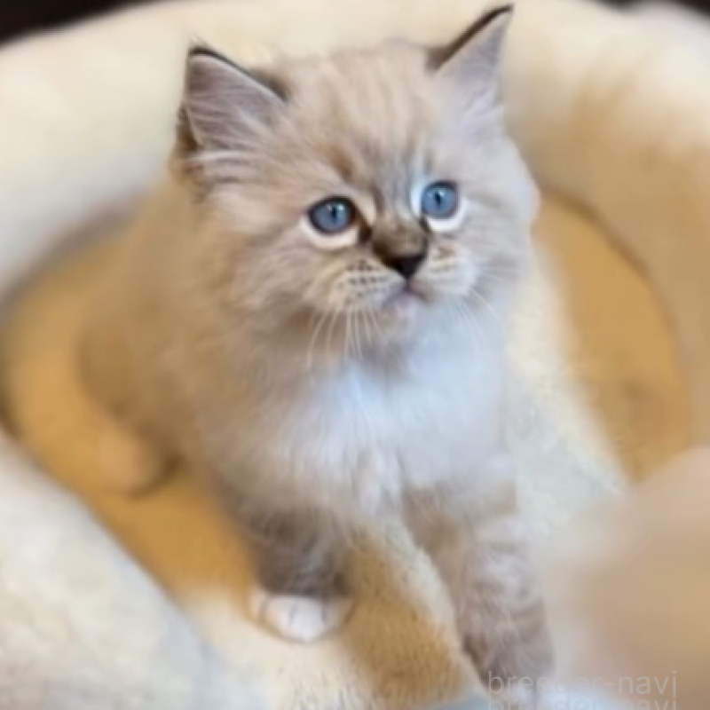 販売中の沖縄県のラグドール-135878の1枚目