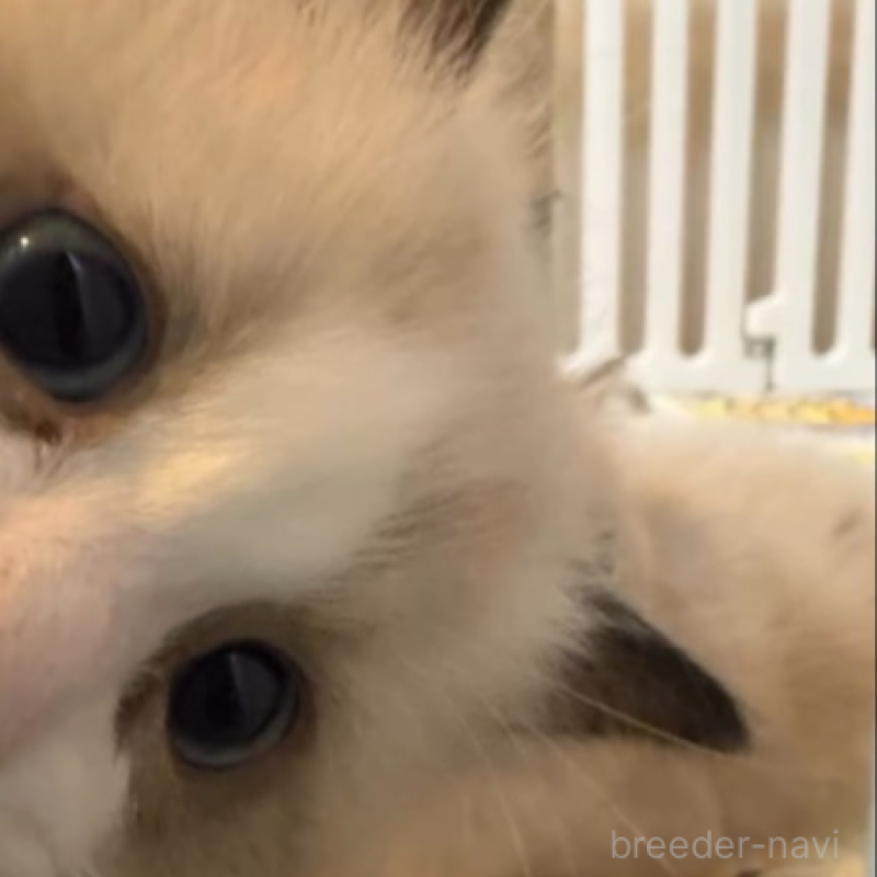 販売中の沖縄県のラグドール-135878の6枚目