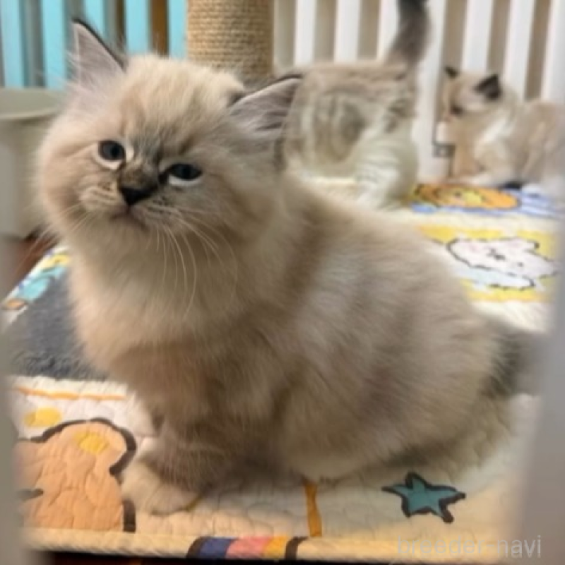 販売中の沖縄県のラグドール-135878の5枚目