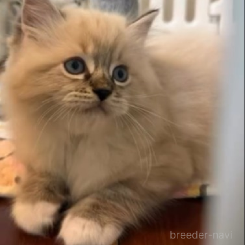 販売中の沖縄県のラグドール-135878の4枚目