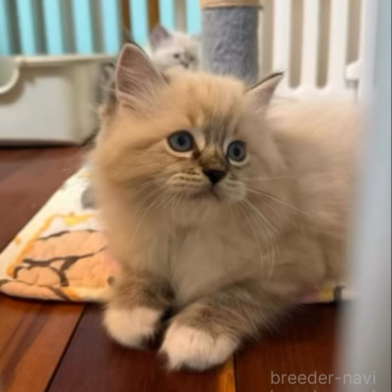 販売中の沖縄県のラグドール-135878の3枚目